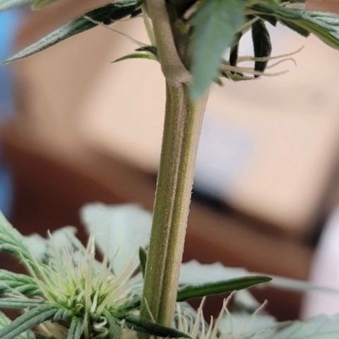 Unknown strain growlog timeline photo