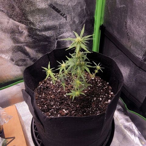 Unknown strain growlog timeline photo