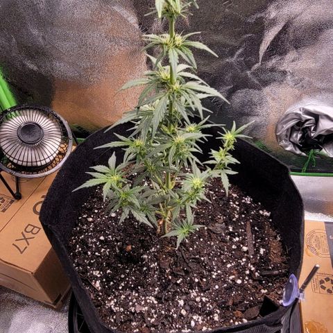 Unknown strain growlog timeline photo
