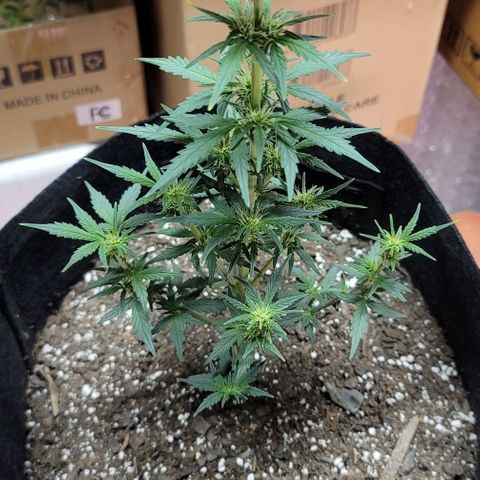 Unknown strain growlog timeline photo