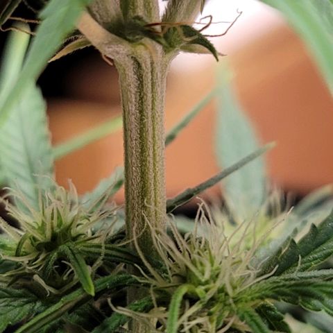 Unknown strain growlog timeline photo