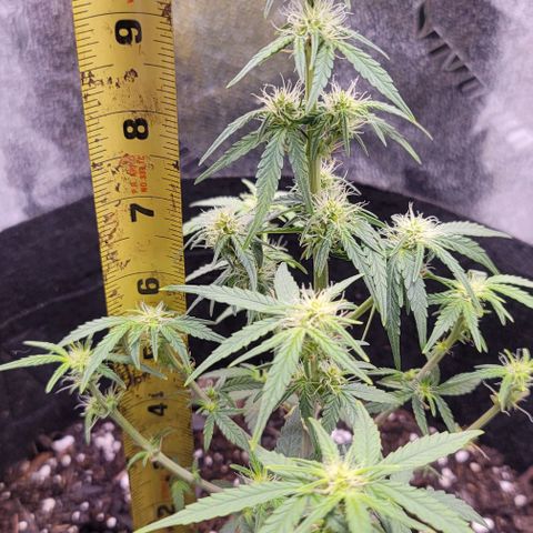 Unknown strain growlog timeline photo