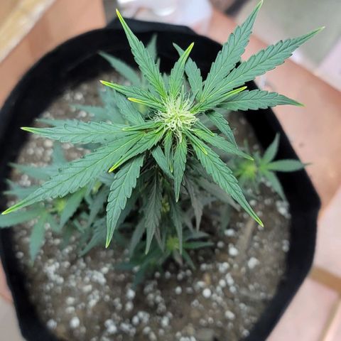 Unknown strain growlog timeline photo