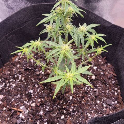 Unknown strain growlog timeline photo