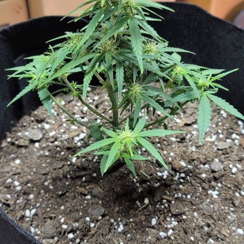 Unknown strain growlog timeline photo