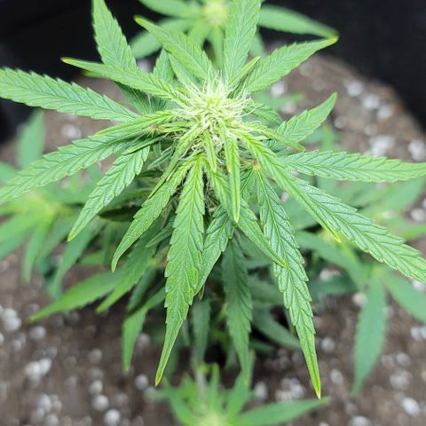 Unknown strain growlog timeline photo
