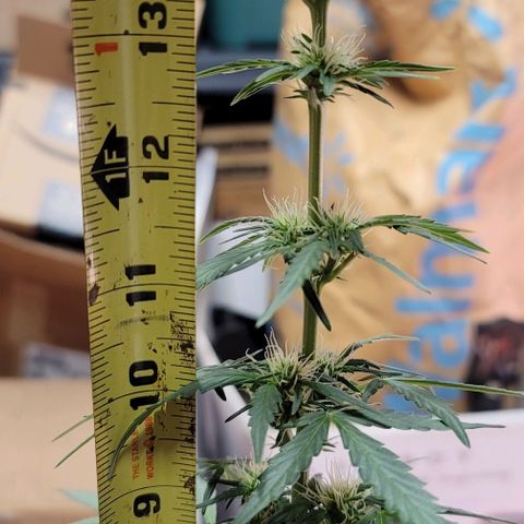Unknown strain growlog timeline photo