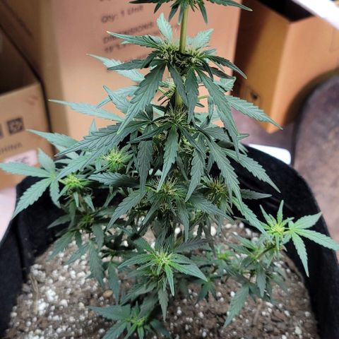 Unknown strain growlog timeline photo