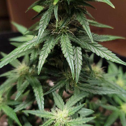 Unknown strain growlog timeline photo