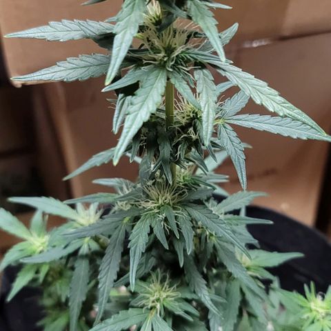Unknown strain growlog timeline photo