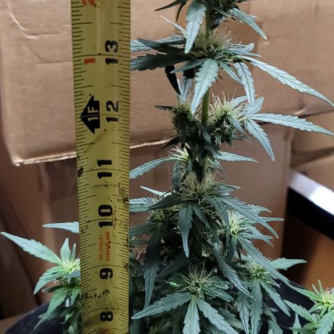 Unknown strain growlog timeline photo
