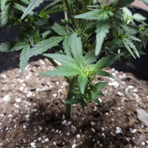 Unknown strain growlog timeline photo