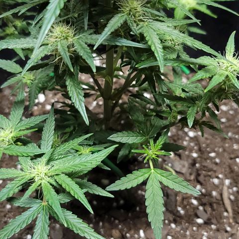 Unknown strain growlog timeline photo