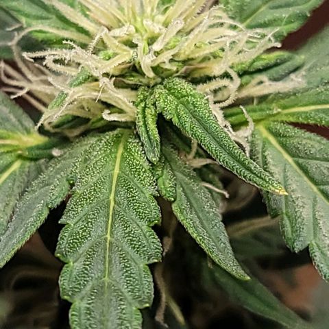Unknown strain growlog timeline photo