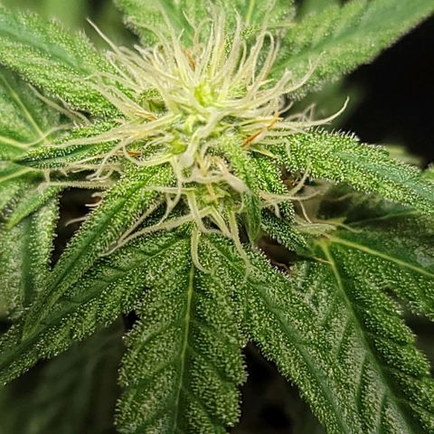 Unknown strain growlog timeline photo