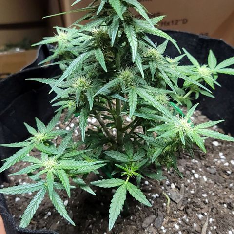 Unknown strain growlog timeline photo