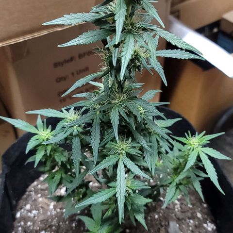 Unknown strain growlog timeline photo