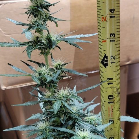 Unknown strain growlog timeline photo