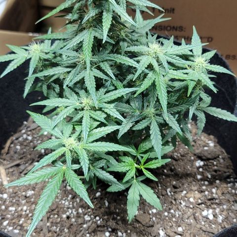 Unknown strain growlog timeline photo