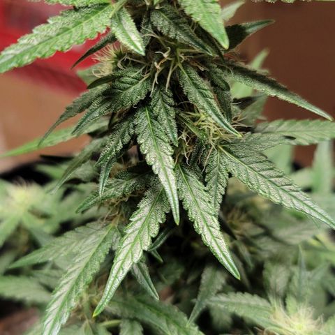 Unknown strain growlog timeline photo