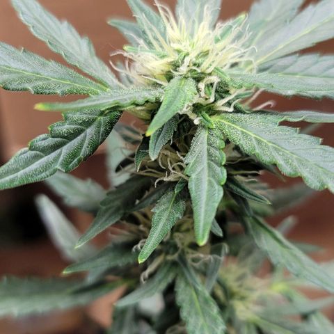 Unknown strain growlog timeline photo