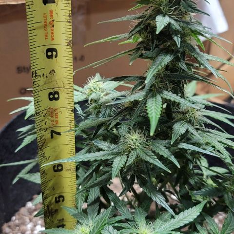 Unknown strain growlog timeline photo