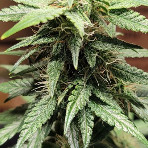 Unknown strain growlog timeline photo