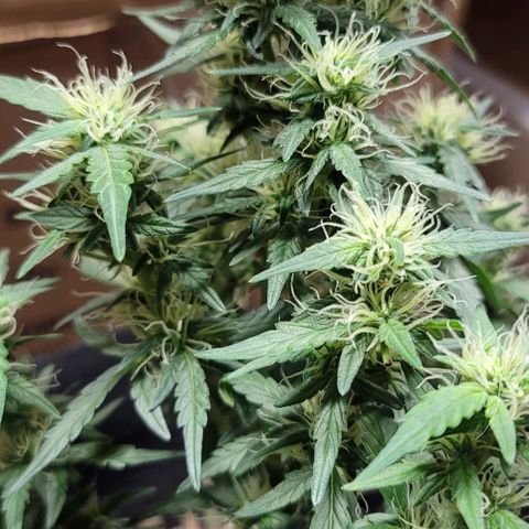 Unknown strain growlog timeline photo