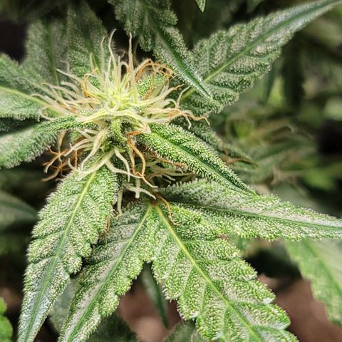 Unknown strain growlog timeline photo