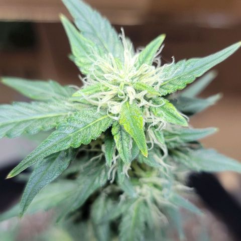 Unknown strain growlog timeline photo