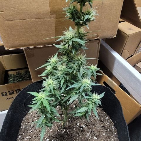 Unknown strain growlog timeline photo