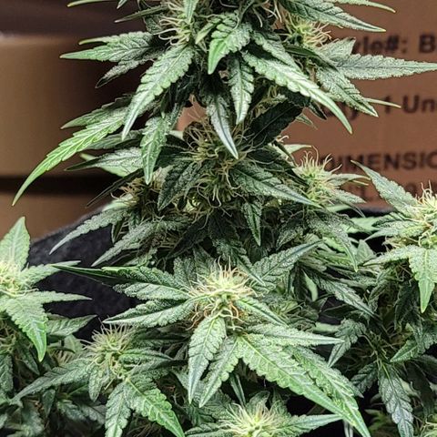 Unknown strain growlog timeline photo