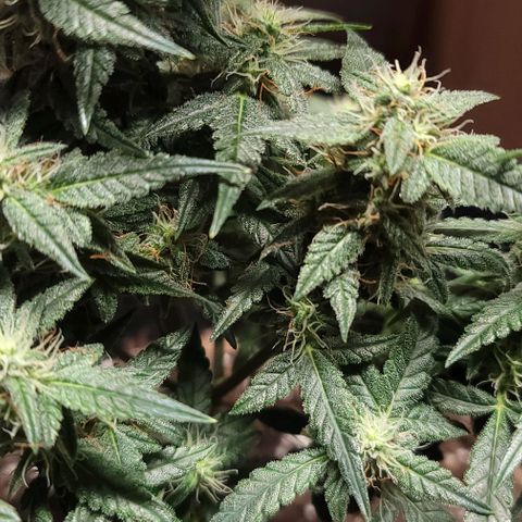 Unknown strain growlog timeline photo