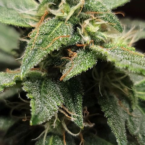 Unknown strain growlog timeline photo