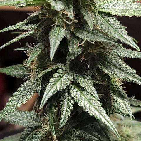 Unknown strain growlog timeline photo