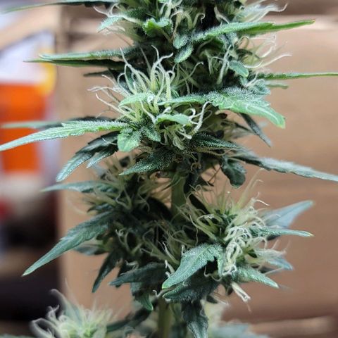 Unknown strain growlog timeline photo