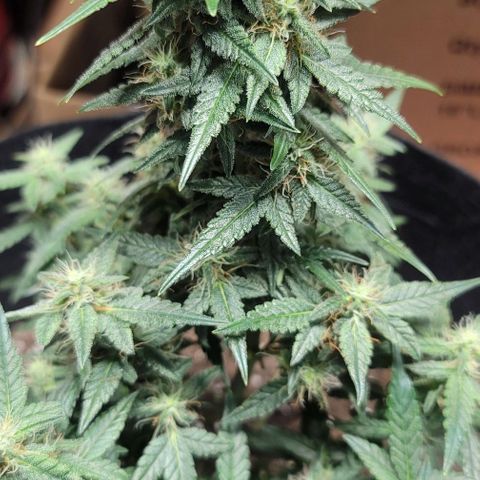 Unknown strain growlog timeline photo