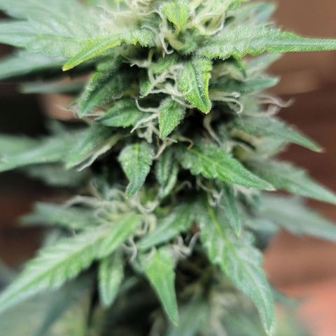 Unknown strain growlog timeline photo