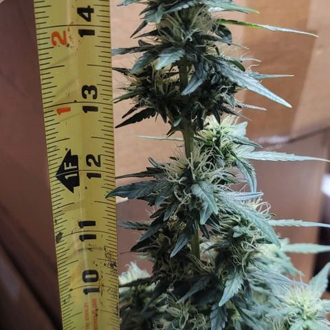 Unknown strain growlog timeline photo