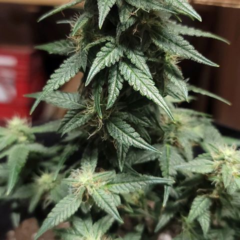 Unknown strain growlog timeline photo