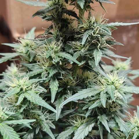Unknown strain growlog timeline photo