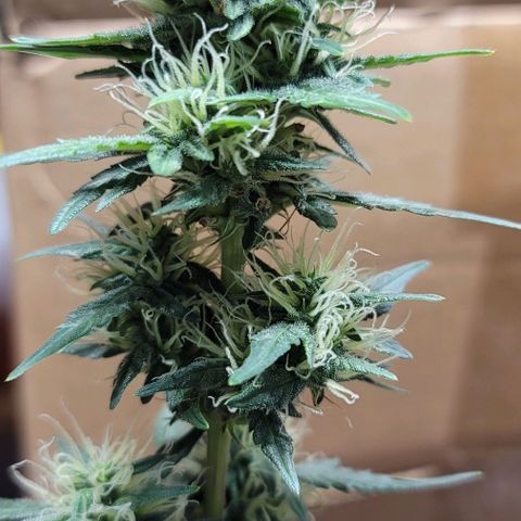 Unknown strain growlog timeline photo