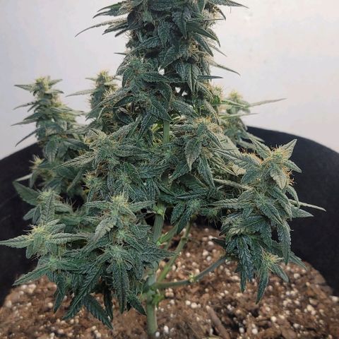 Unknown strain growlog timeline photo