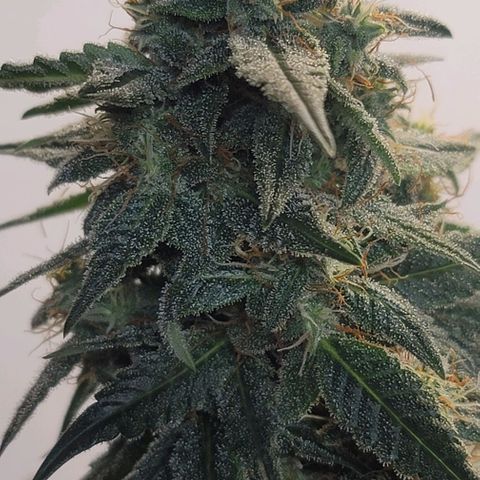 Unknown strain growlog timeline photo