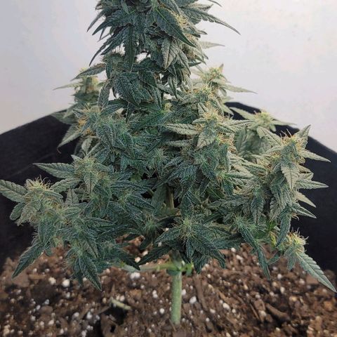 Unknown strain growlog timeline photo