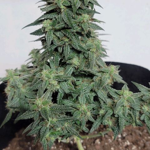 Unknown strain growlog photo: Harvest Day!
