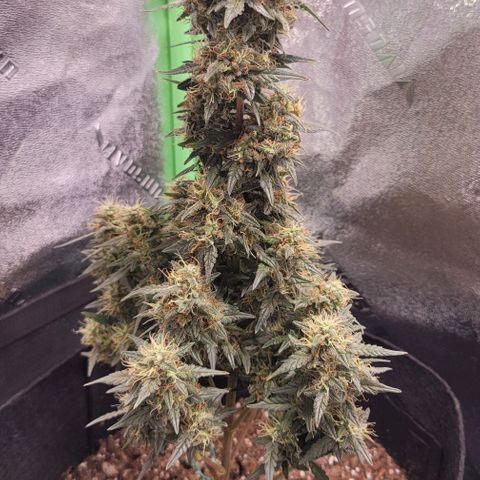 Unknown strain growlog timeline photo