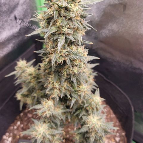 Unknown strain growlog timeline photo