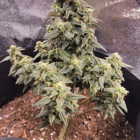 Unknown strain growlog timeline photo