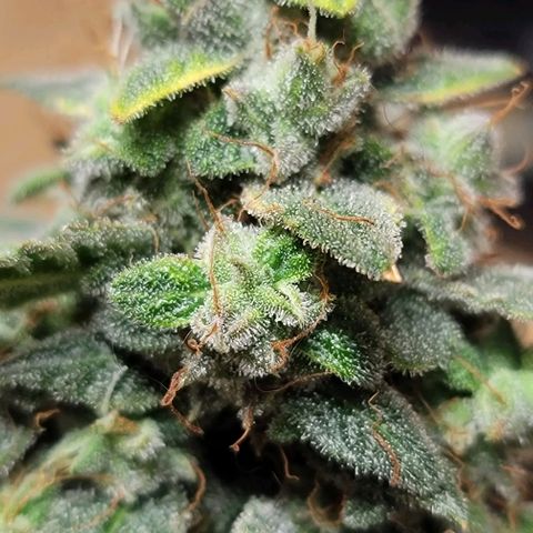 Unknown strain growlog photo: Harvest Day